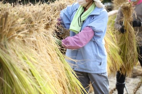 水稲経営の損益分岐点はどこ？ コスト構造を可視化してみよう