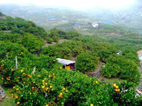 柑橘の施肥はどう変わる？ 傾斜地の負担を減らすドローン散布の可能性