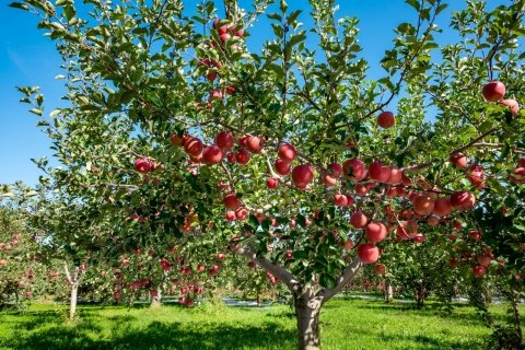 「休みが取れない」の正体は？ 果樹農家の負担が重い作業5選