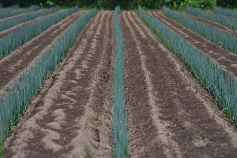 ネギ防除の負担、どう見直す？ ──慣行防除とドローン防除を徹底比較