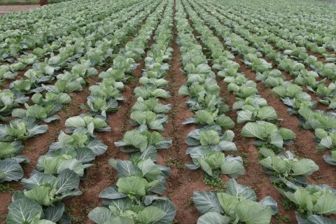 畑の生育ムラは「地面の形」が関係？ ──露地野菜で考える圃場均平化と傾斜均平の重要性