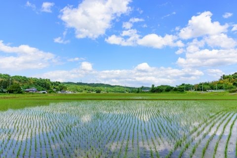 田植え効率化のアイデア7選｜経験者が見直したい移植作業の工夫