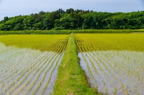 4〜5月の水稲は畦畔で差がつく｜雑草の初期管理で押さえたい3つのポイント