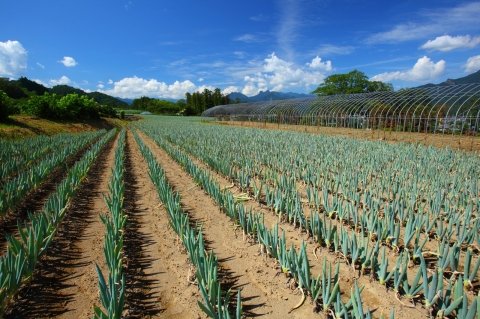 なぜねぎの定植がボトルネックに？ ねぎ栽培の人手確保の現実【4〜5月期・ネギの事例】