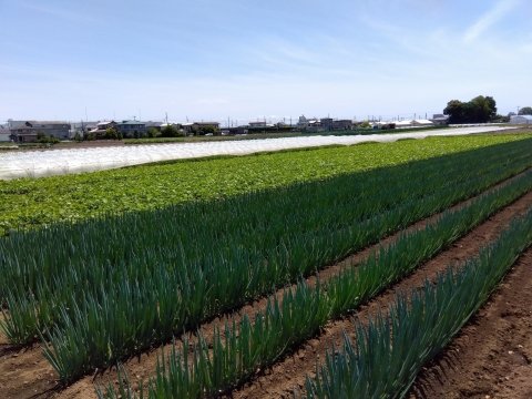5〜6月に行いたい「春ねぎの除草・土寄せ」ガイド｜初期管理で差が出る理由