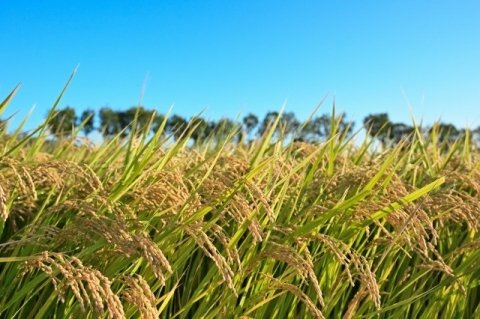 「コシヒカリ」に代わる米が主流になる？ 次世代を担う注目の「高温耐性品種」まとめ