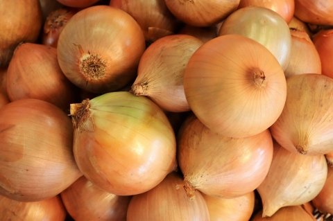 【令和8年最新版】たまねぎ農業の現状と課題 日本の食に欠かせない万能野菜の安定供給策