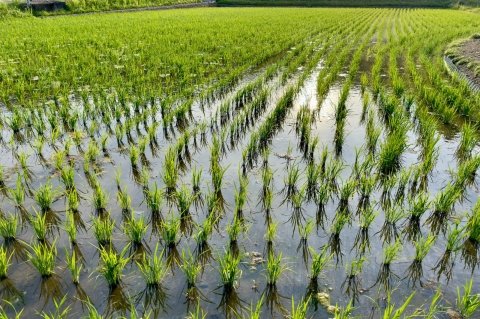除草剤が効かない圃場の共通点 水深・水持ち・中干しから見直す雑草対策