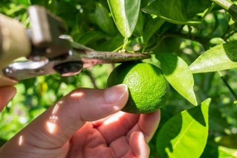 生理落果後の「荒摘果」で夏本番に備えよう｜6〜7月の柑橘類管理