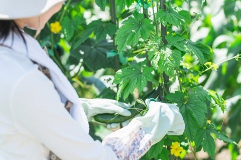 2026年も猛暑の見込み！ 7月に考えるべき、農家と作物を守るための高温対策の心構え