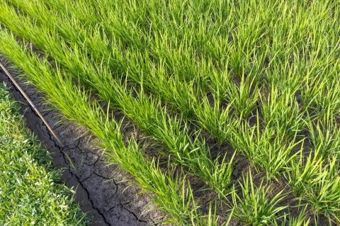 中干し後から穂肥前に確認したいこと｜6〜7月に行う水稲管理