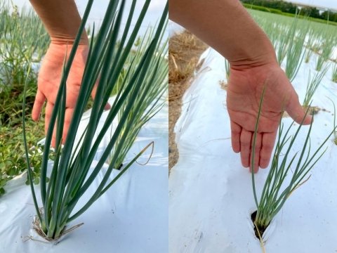 ねぎのドローン防除はここまで使える！ 白斑・葉折れ・薬剤選びを乗り越えたこと京都の実践 【後編】