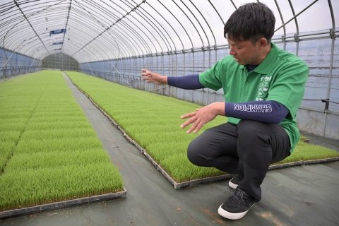 再生二期作に「早植え＋自脱型コンバイン」で挑戦！ 何俵を上乗せできたのか？  【千葉県東庄町・いなさくたかやすの事例・後編】