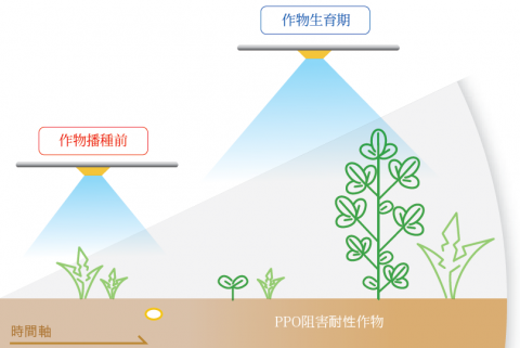 住友化学の新規除草剤「ラピディシル」、米国で農薬登録を取得