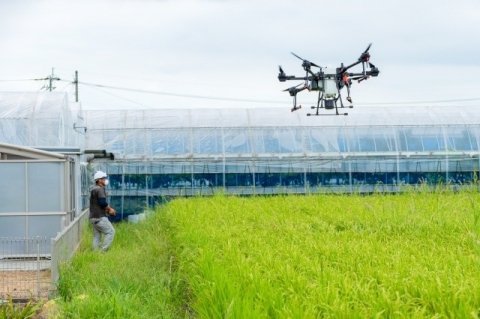 8月の水稲防除はいつが正解？ 穂いもち・カメムシ対策とドローン散布・委託のポイント
