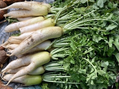 秋冬だいこんの又根・腐敗を防ぐには？ 圃場の排水対策と均平化・傾斜均平の効果