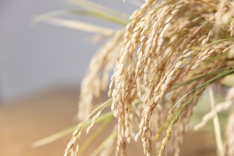 「イミダクロプリド」など農薬等5品目の残留基準を見直しへ 9月18日までパブリックコメントを募集中