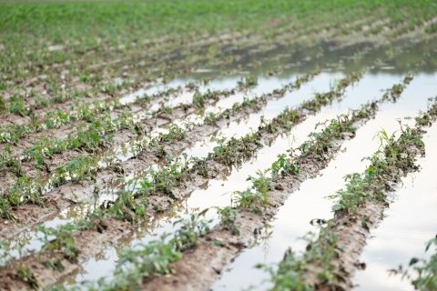 露地野菜の排水対策｜水はけ改善に役立つ均平化・傾斜均平の考え方