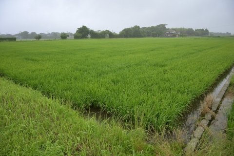 水田の均平化を“委託”してわかったこと──浅水管理と作業負担、ジャンボタニシ被害はどう変わった？ 【千葉県長生村・木島さんの事例・後編】