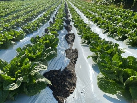 マルチ作業は何時間減らせる？ 機械・生分解性マルチの費用対効果を考える