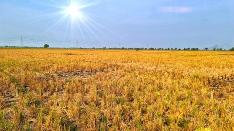 稲刈り後の稲わらは「土の貯金」！ 水田の秋起こしとすき込みのコツ