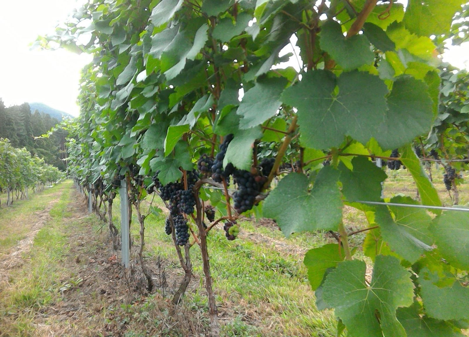 醸造用ブドウの品質向上にスマート農業を活かす 信州ワインバレー構想 長野県高山村の例 農業とitの未来メディア Smart Agri スマートアグリ