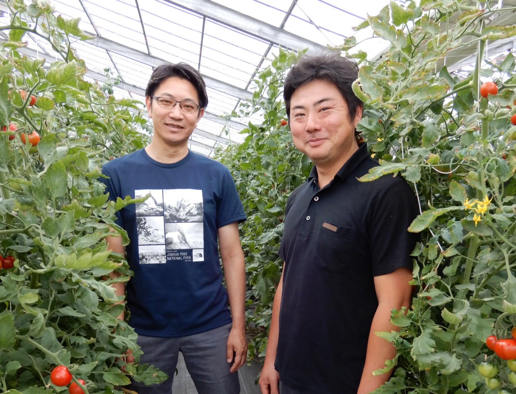 経験と勘」に頼らない安定的なトマトの生産を目指して──AIでつくる高