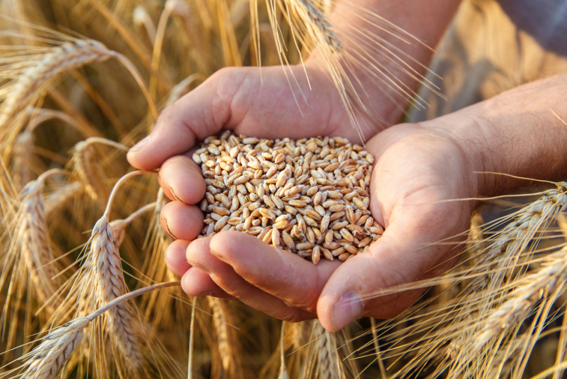 小麦の品質評価基準はなぜ変わるのか 農業とitの未来メディア Smart Agri スマートアグリ