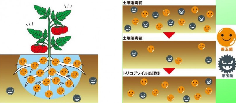 バイオスティミュラント」普及の鍵は、農業生産者への正しい情報提供【後編】 | 農業とITの未来メディア「SMART AGRI（スマートアグリ）」