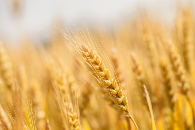 一般的な小麦の画像
