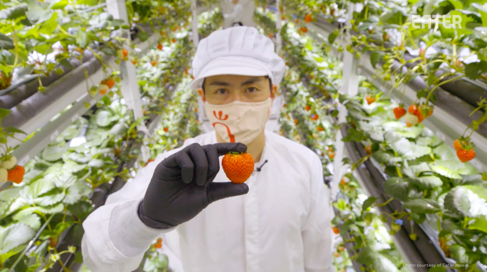 Oishii Farm、日本の栽培技術を活用した栽培自動化いちご工場の Oishii Farm、日本の栽培技術を活用した栽培自動化いちご工場の