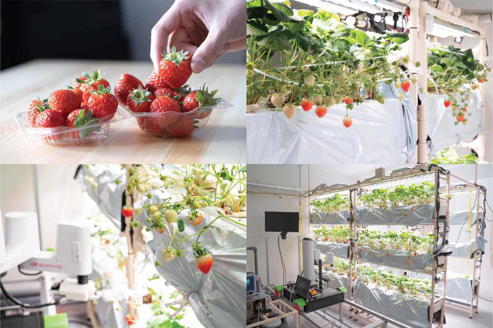 イチゴ完全自動栽培ロボットの研究開発施設 Harvestx Lab が東京大学内に開設 農業とitの未来メディア Smart Agri スマートアグリ