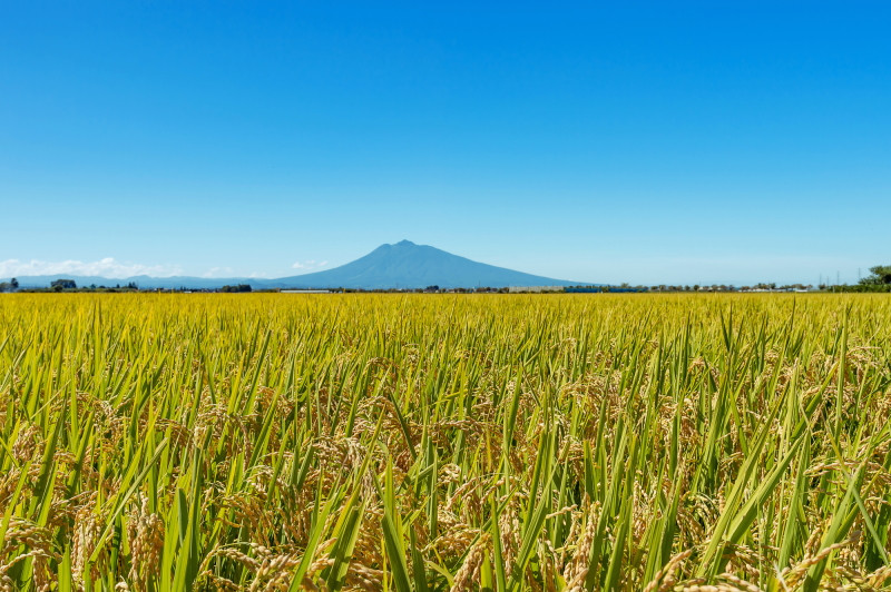青森県の限定地域で作られているお米「つがるロマン」を知ってい 