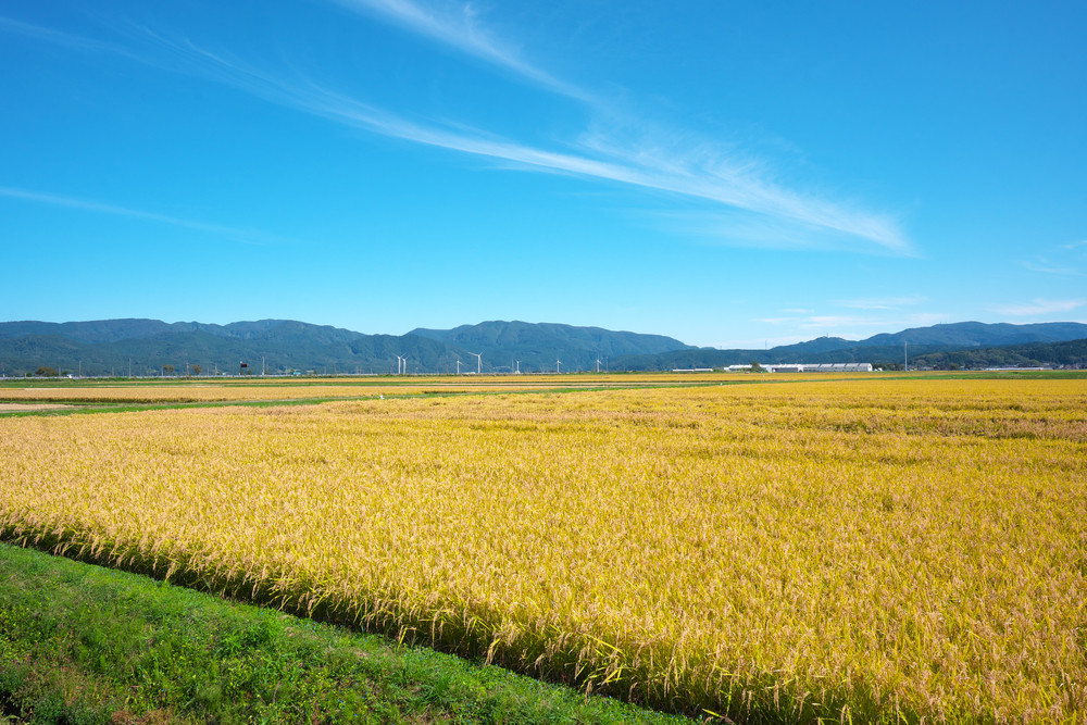 米で生きる地域・山形県庄内地方の現状【農業はもっしぇぜの！ 20代米