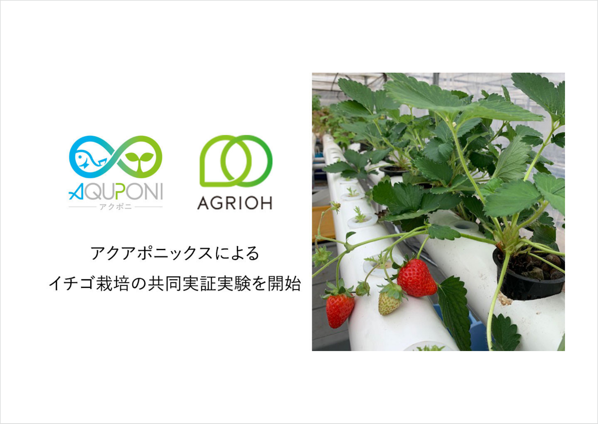 無農薬いちご 栽培しています LOHAS farm 志木の里