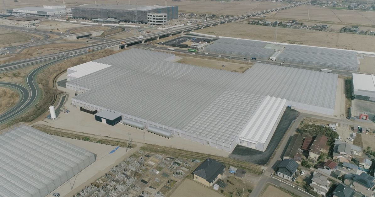 たねまき常総、オランダ式園芸施設を利用した日本最大級のミニトマト