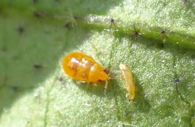 昆虫を用いた「天敵農薬」新時代 〜餌探しを「あきらめない」天敵昆虫