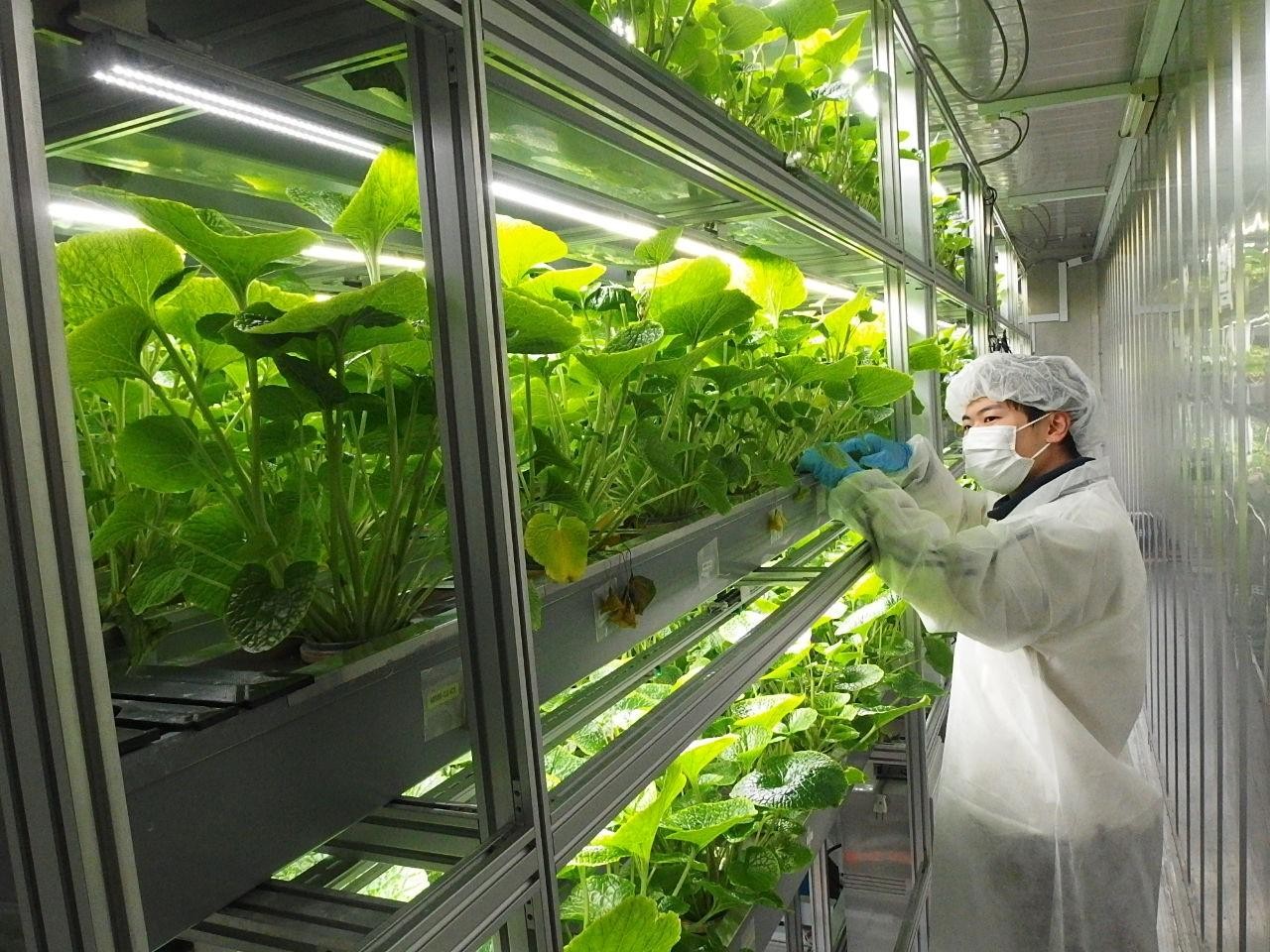 金沢工業大学、ワサビのコンテナ型水耕栽培 実証実験を開始 | 農業とIT