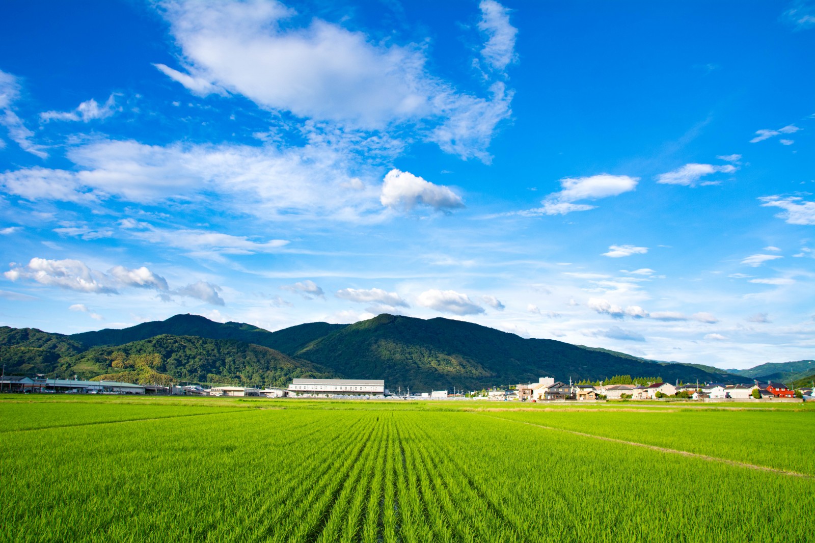 田植えをしないお米づくりが当たり前に？ ──日本で広がる「直播栽培