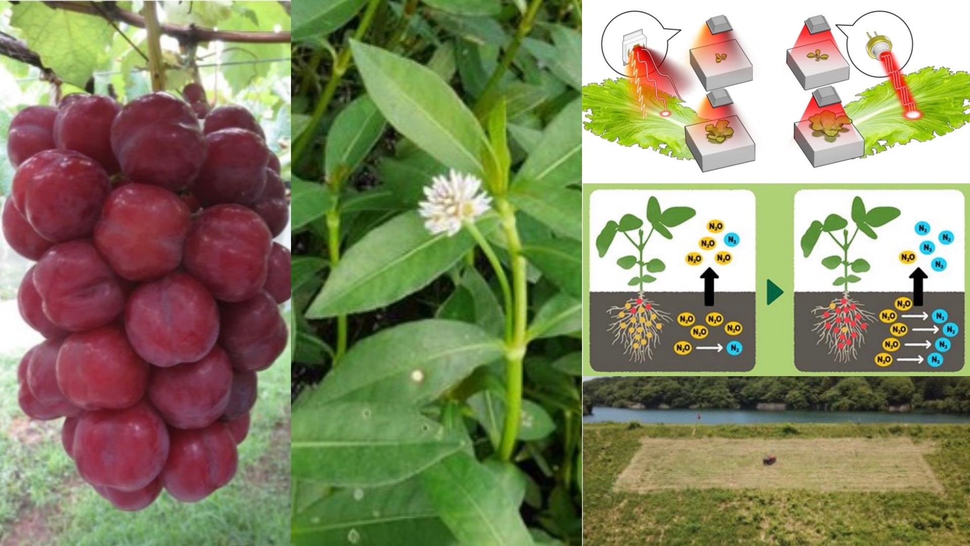 農水省、「2025年農業技術10大ニュース」を発表 未来の農業現場を