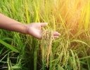 「減反政策」の廃止で、日本の稲作はどう変わったのか 「令和の米騒動」を契機に米政策を考える