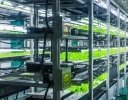 「植物工場」は農業の理想型なのか? 現状と課題