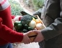 農家と消費者が支えあう「CSA(地域支援型農業)」とは? 事前契約とはどう違う?