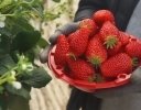 日本生まれのいちご品種「レッドパール」の韓国への流出はなぜ起きたのか